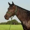 Cashel Company Flat Braid Halter W/9ft Lead -NR Classic Horse Gear Shop 211122 721283