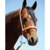 Martin Saddlery Rope Headsetter With Leather Covered Nosepiece 2 Martin Saddlery Rope Headsetter With Leather Covered Nosepiece -NR Classic Horse Gear Shop 2765 default l