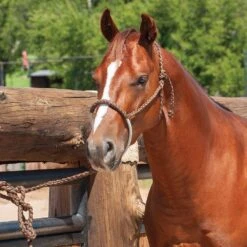 Martin Saddlery Rope Nose Halter With Lead 10 Martin Saddlery Rope Nose Halter With Lead -NR Classic Horse Gear Shop HALTERROPNCH 2