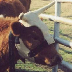 NRS Strap On Muley Horns 7 NRS Strap On Muley Horns -NR Classic Horse Gear Shop ropinghorn2