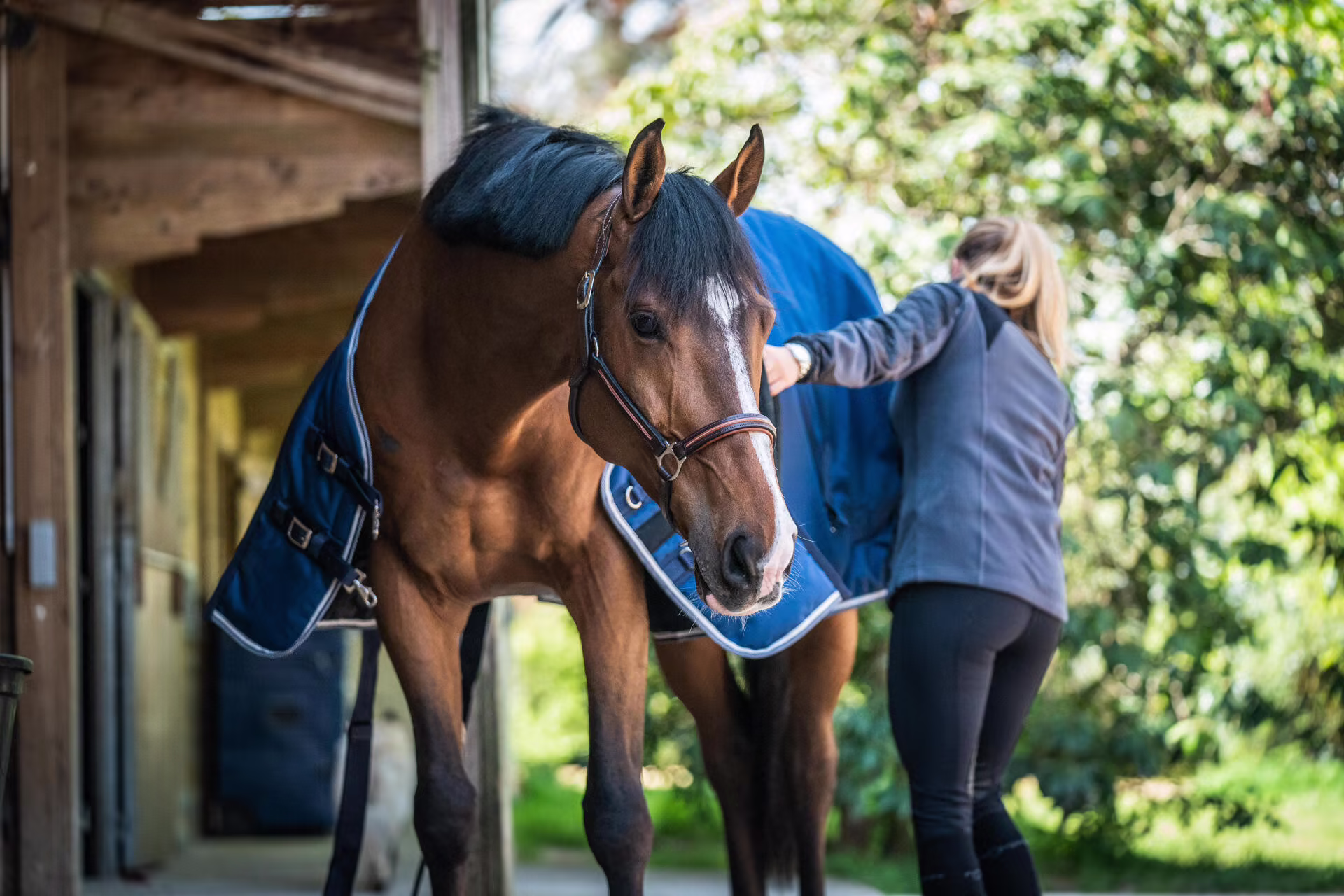 NR Classic Horse Gear Shop -NR Classic Horse Gear Shop Stalldecke