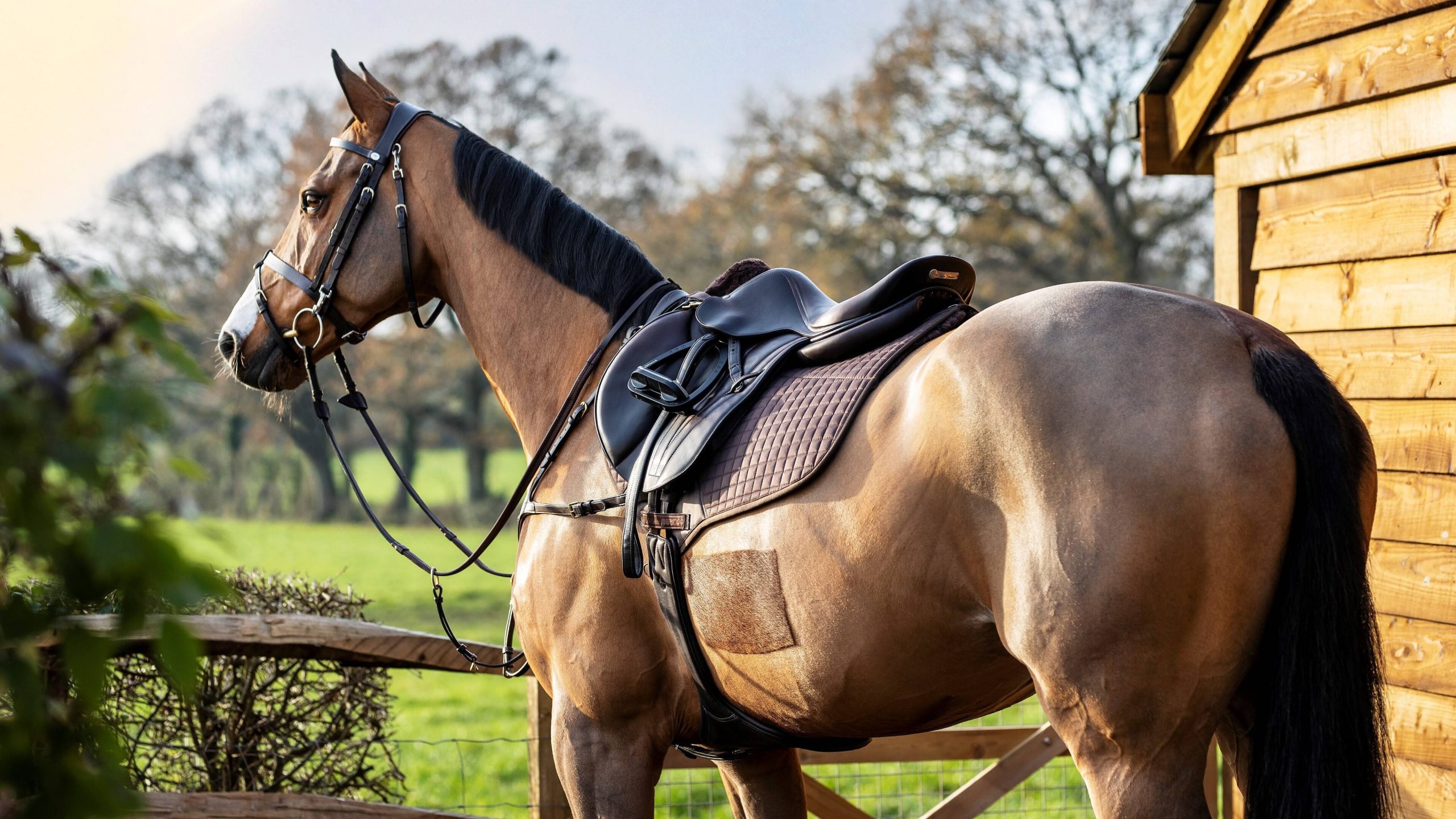 NR Classic Horse Gear Shop -NR Classic Horse Gear Shop close contact saddle pad scaled 1